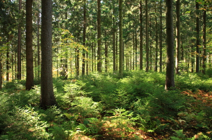 Waldbestattung_Piett_am_Odenwaldring